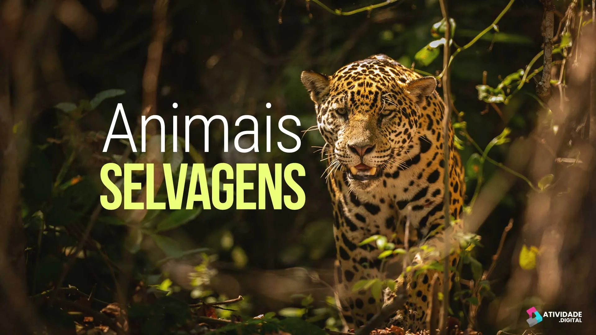 Animais selvagens