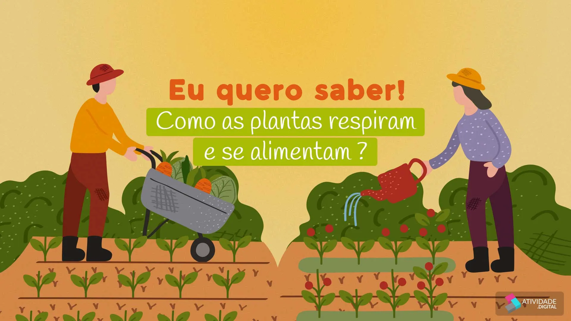 Como as plantas respiram e se alimentam ?