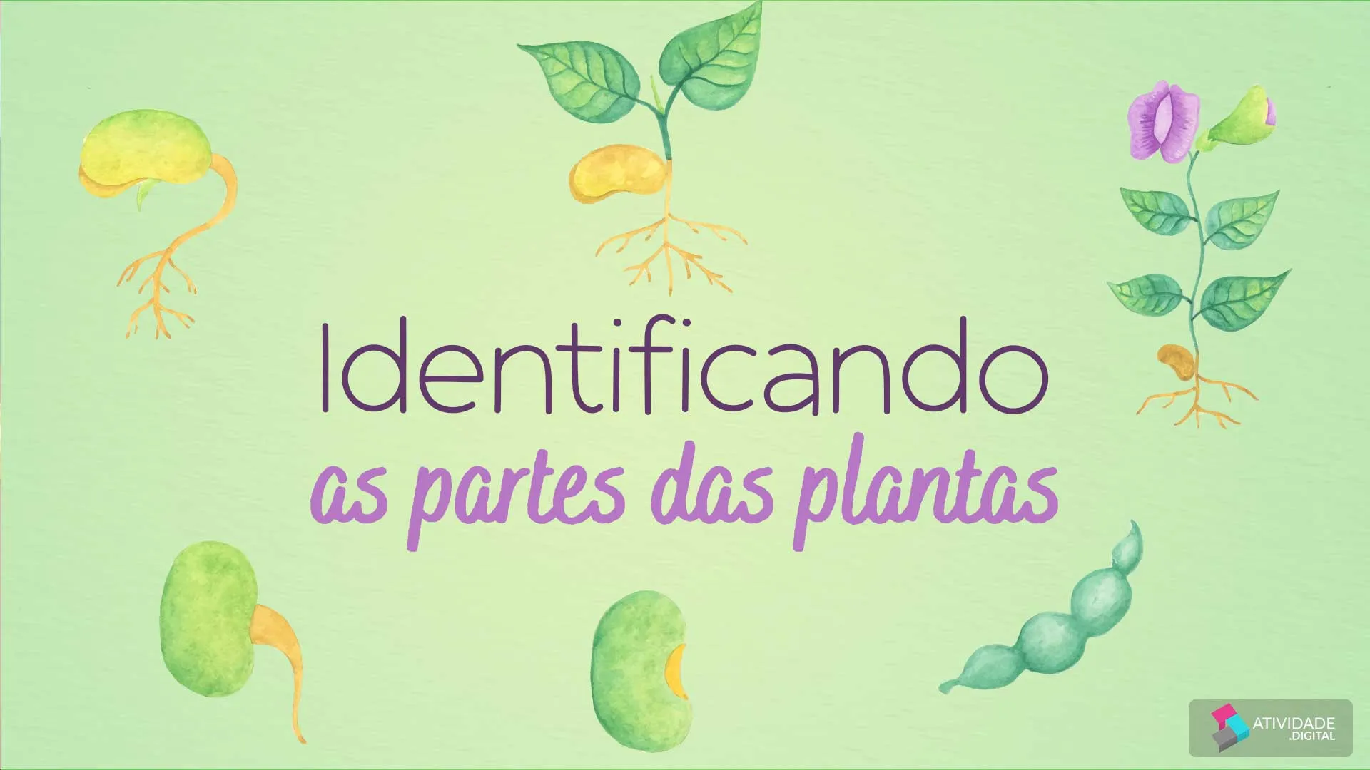 Identificando as partes das plantas