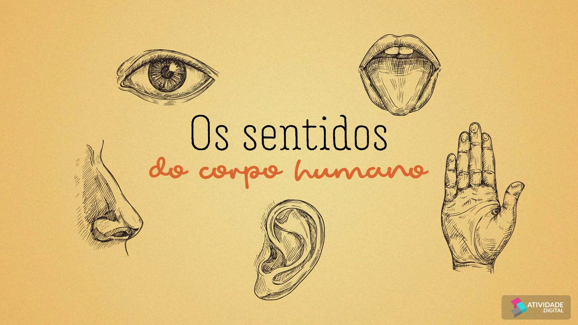 Os sentidos do corpo humano