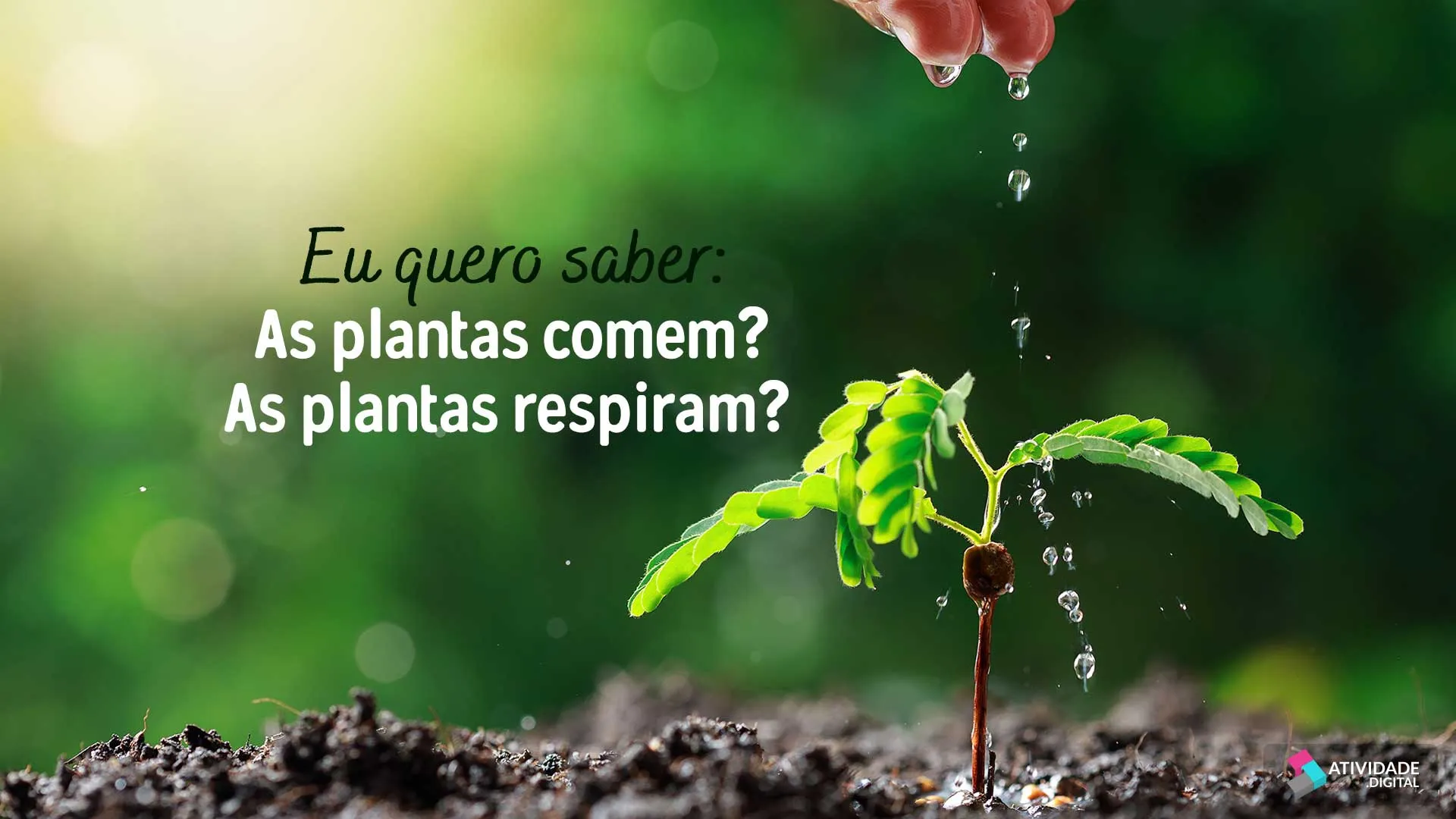 Eu quero saber: as plantas comem? As plantas respiram?